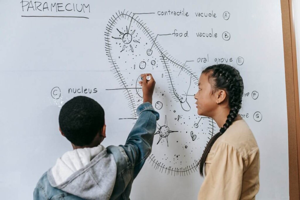 Young student teaching another student about cell organelles